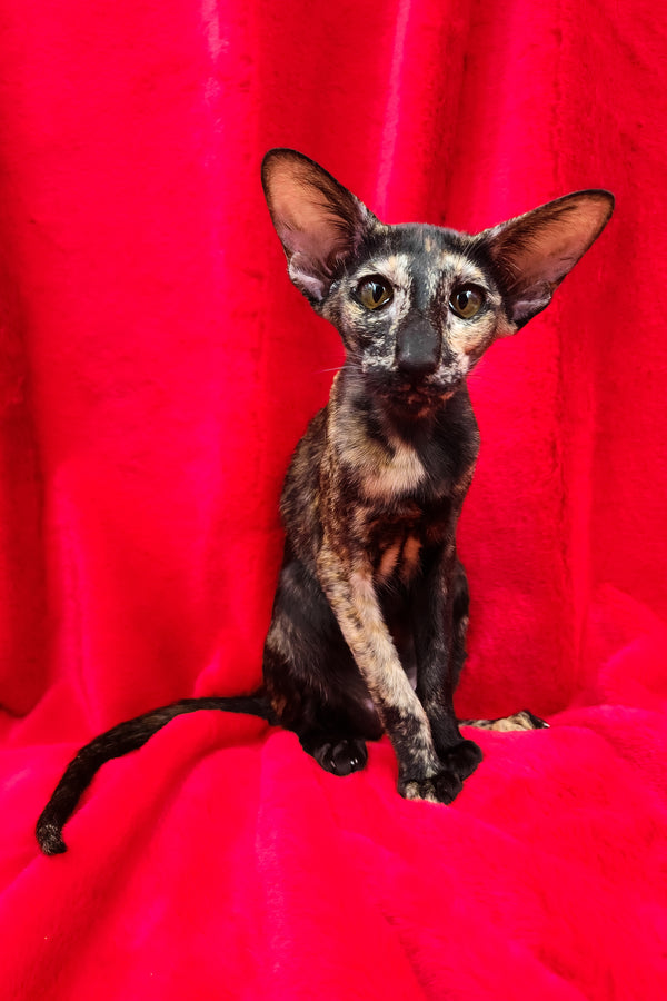 Ursula | Oriental Shorthair Kitten