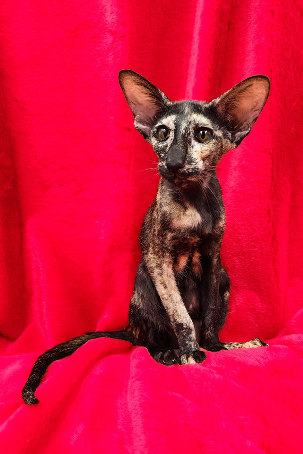 Ursula | Oriental Shorthair Kitten