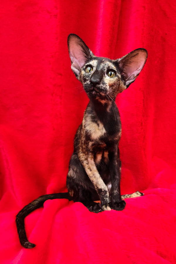 Ursula | Oriental Shorthair Kitten