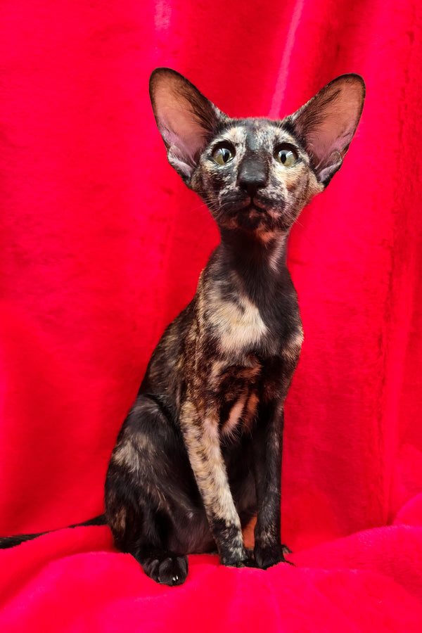 Ursula | Oriental Shorthair Kitten