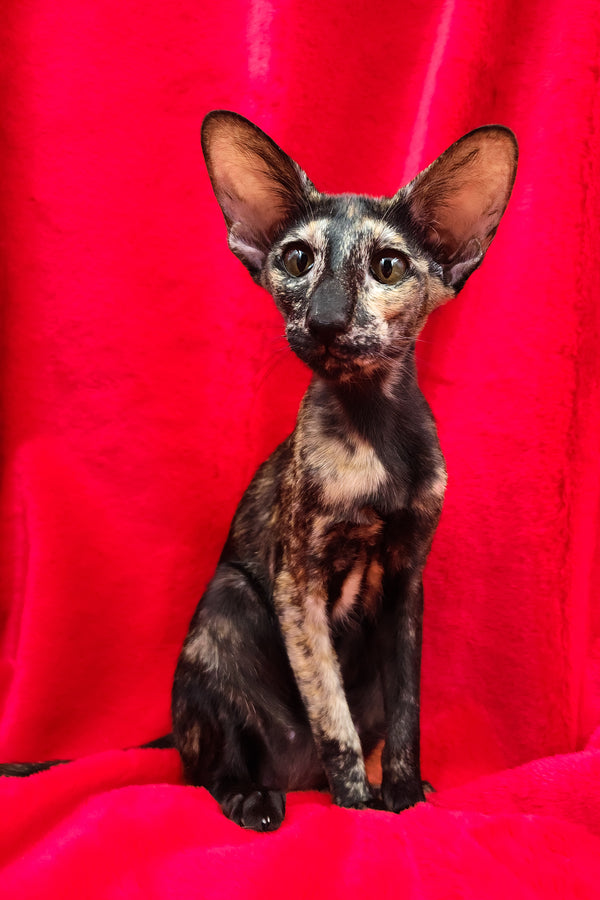 Ursula | Oriental Shorthair Kitten