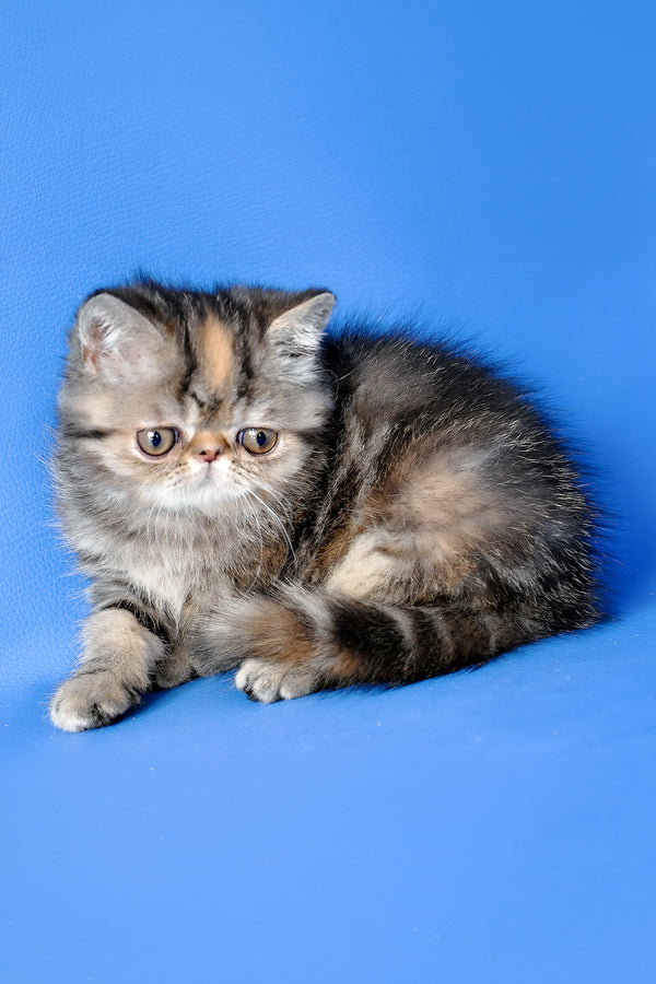 Ursula | Exotic Shorthair Kitten