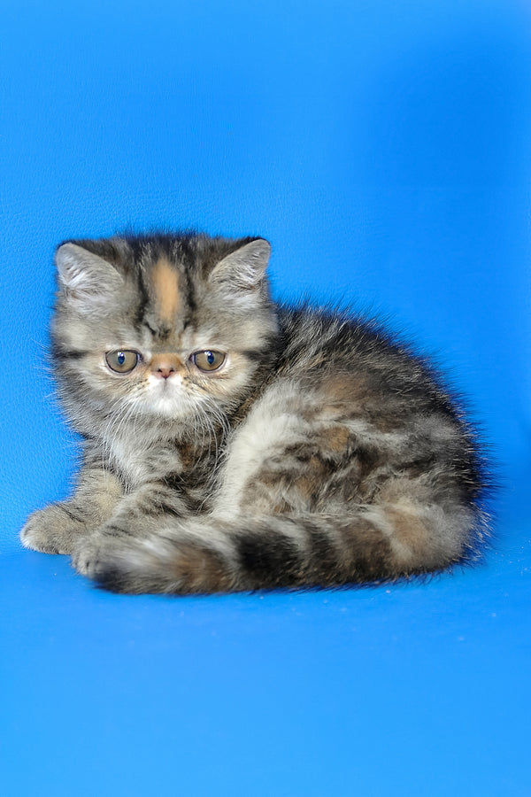 Ursula | Exotic Shorthair Kitten