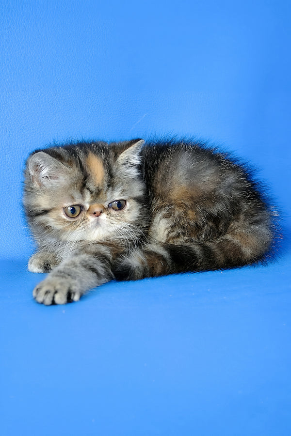 Ursula | Exotic Shorthair Kitten