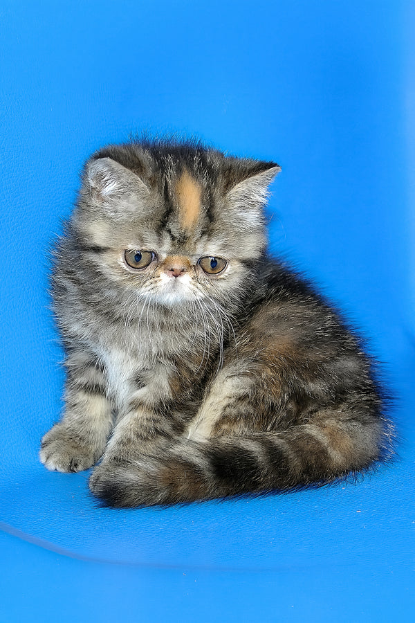 Ursula | Exotic Shorthair Kitten