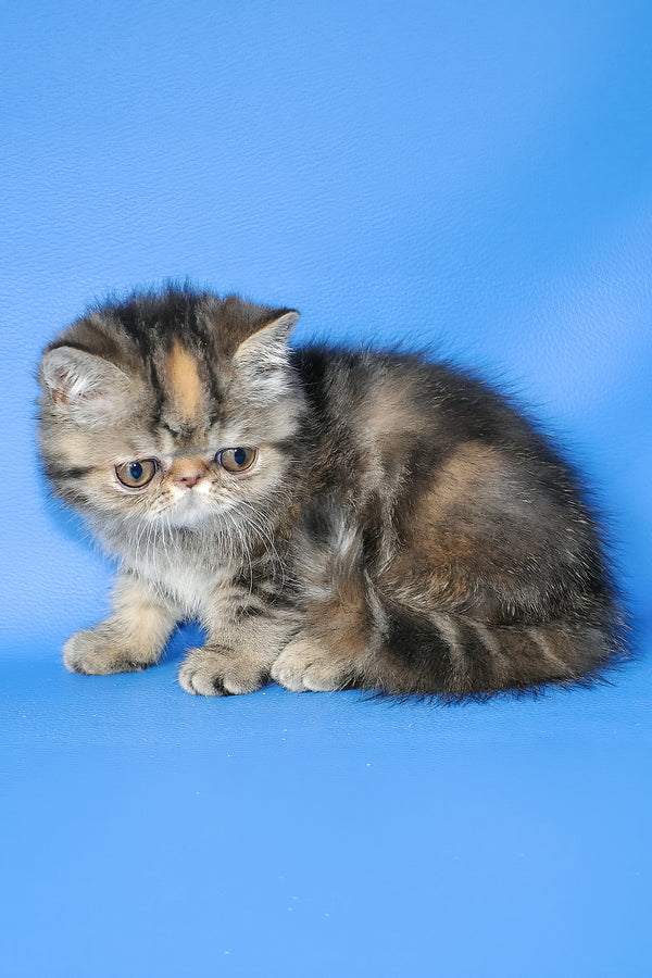 Ursula | Exotic Shorthair Kitten