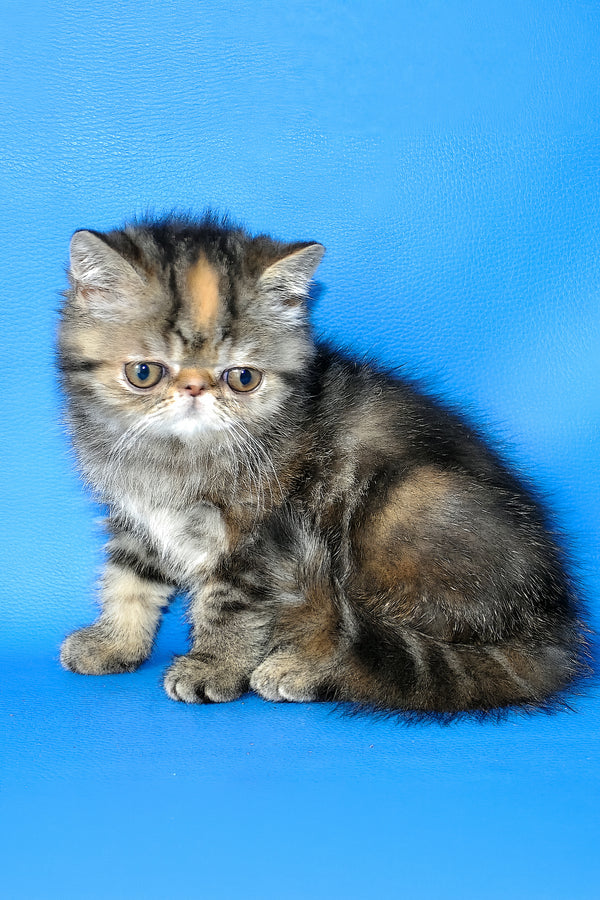 Ursula | Exotic Shorthair Kitten