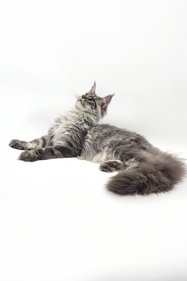 Urus | Maine Coon Kitten