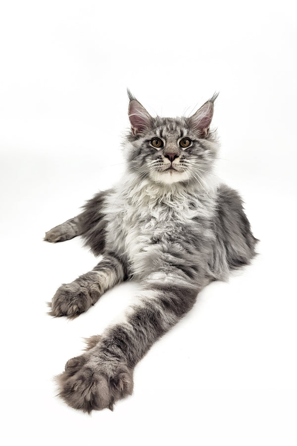 Urus | Maine Coon Kitten