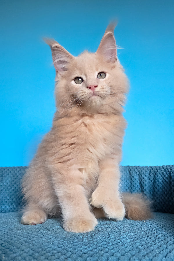 Urus | Polydactyl Maine Coon Kitten