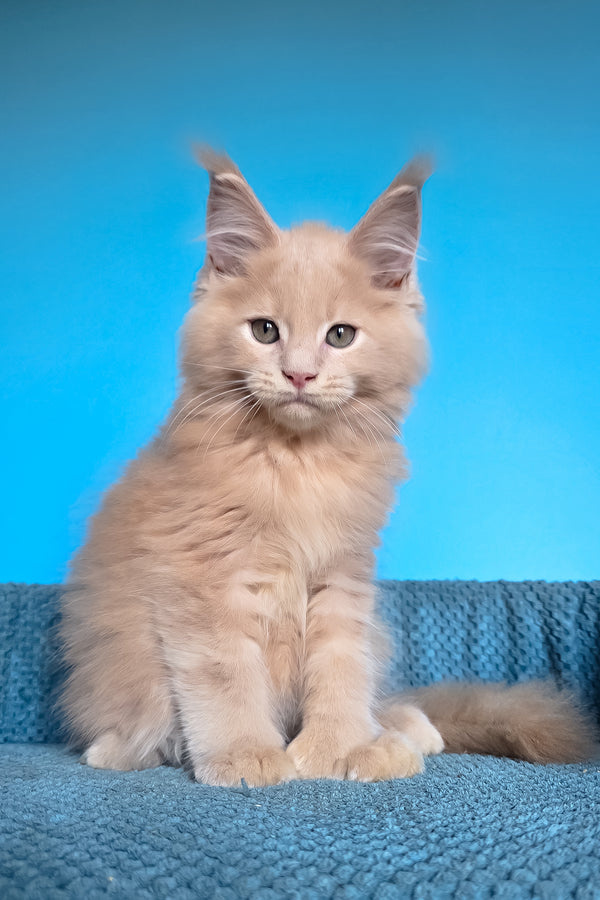 Urus | Polydactyl Maine Coon Kitten