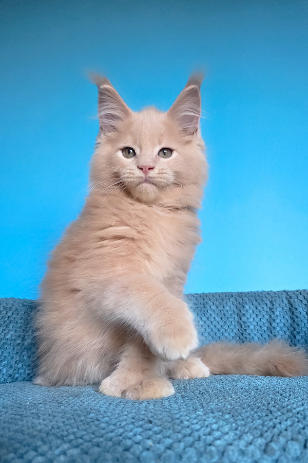 Urus | Polydactyl Maine Coon Kitten