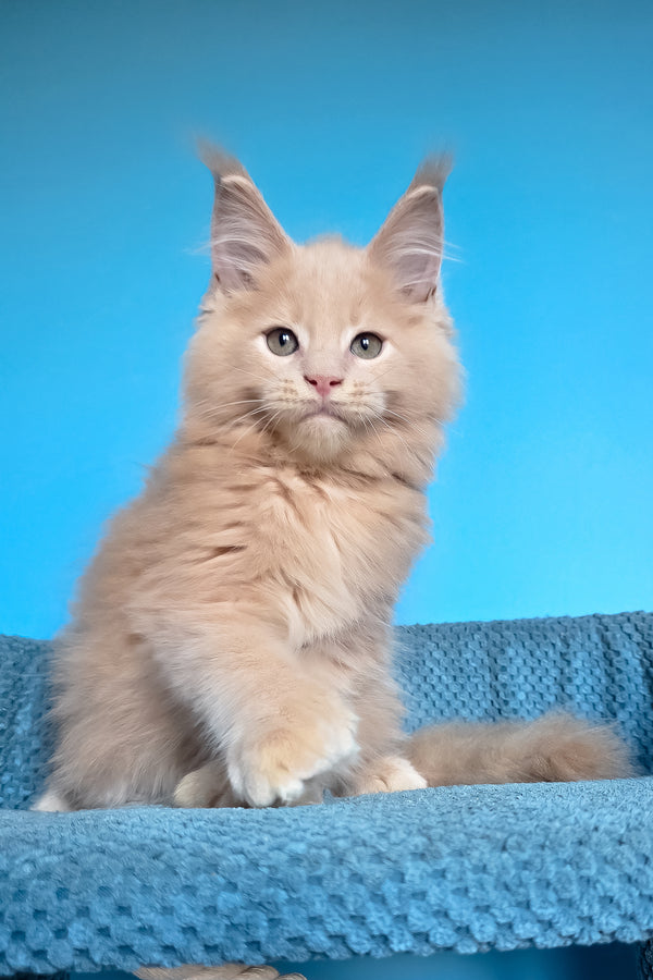 Urus | Polydactyl Maine Coon Kitten