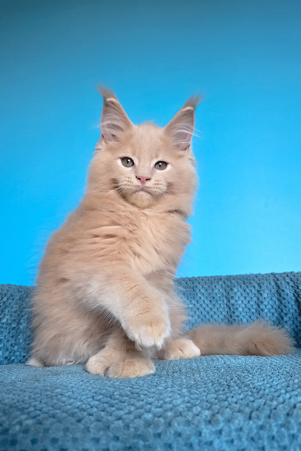 Urus | Polydactyl Maine Coon Kitten