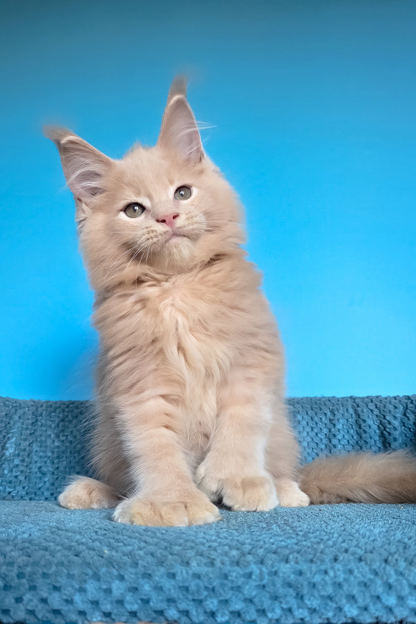 Urus | Polydactyl Maine Coon Kitten