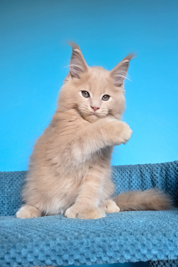 Urus | Polydactyl Maine Coon Kitten