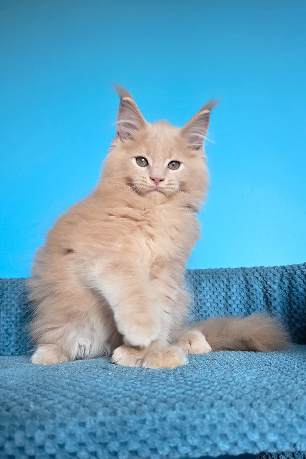 Urus | Polydactyl Maine Coon Kitten