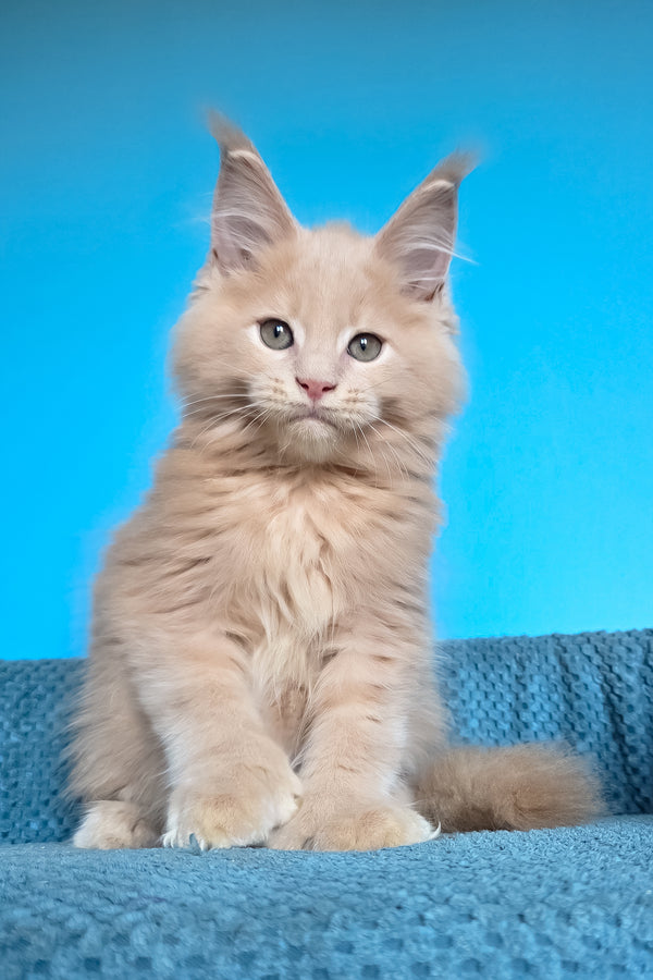 Urus | Polydactyl Maine Coon Kitten