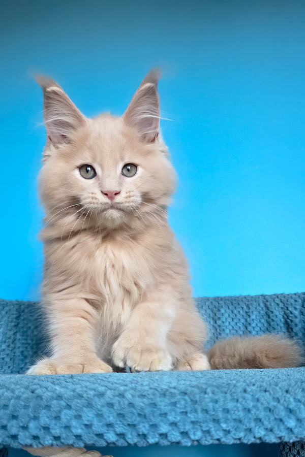 Urus | Polydactyl Maine Coon Kitten