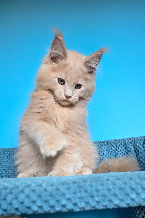Urus | Polydactyl Maine Coon Kitten