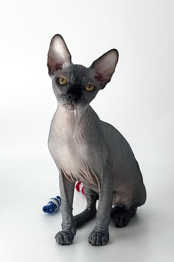 Urus | Canadian Sphynx Kitten