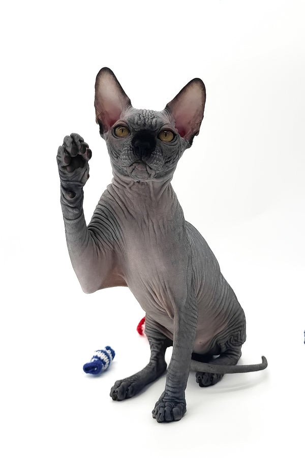 Urus | Canadian Sphynx Kitten