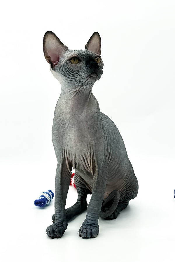 Urus | Canadian Sphynx Kitten