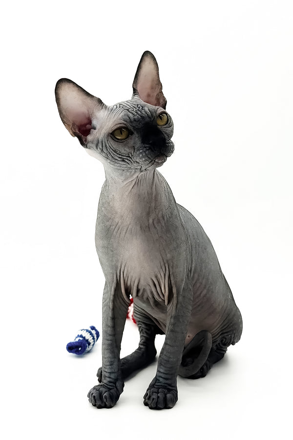 Urus | Canadian Sphynx Kitten