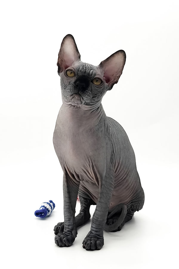 Urus | Canadian Sphynx Kitten