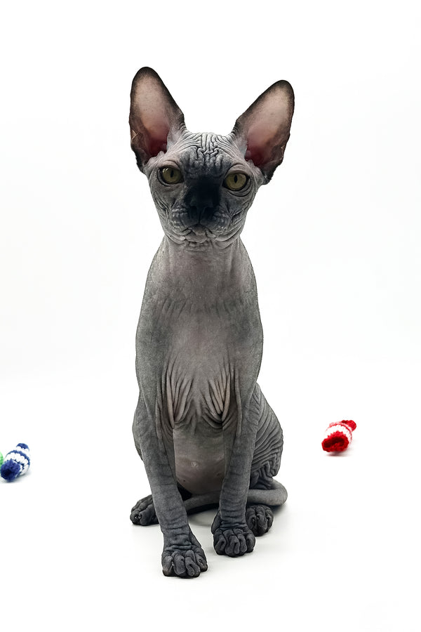 Urus | Canadian Sphynx Kitten