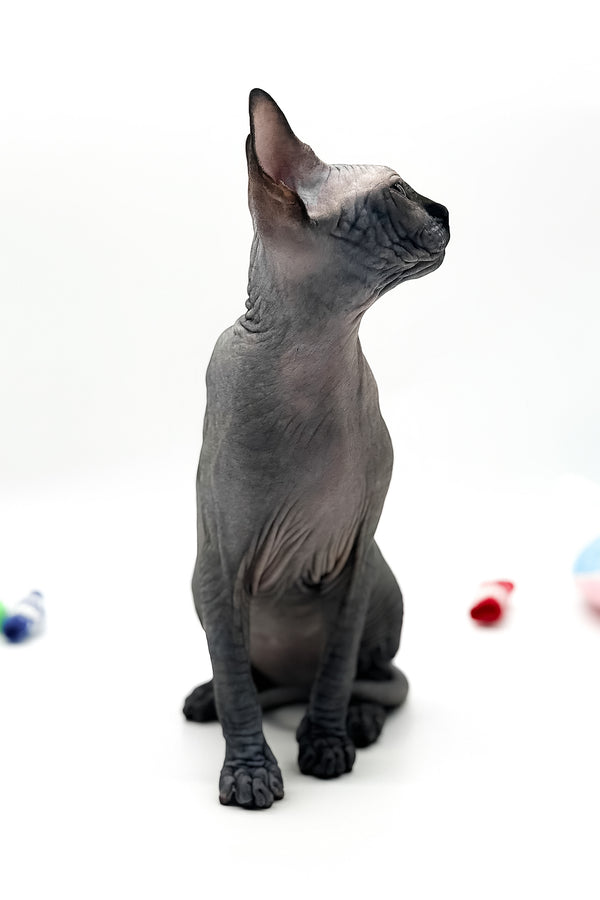 Urus | Canadian Sphynx Kitten