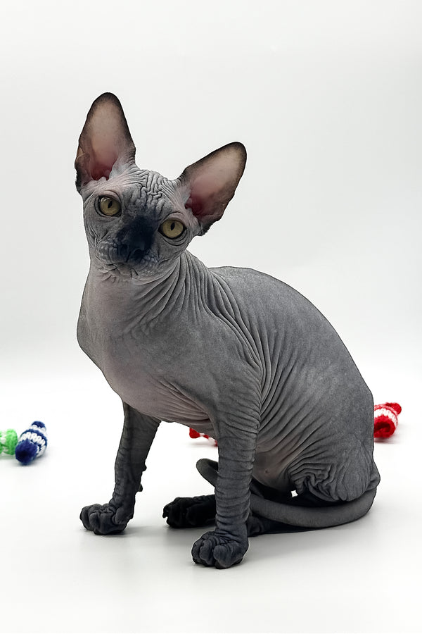 Urus | Canadian Sphynx Kitten