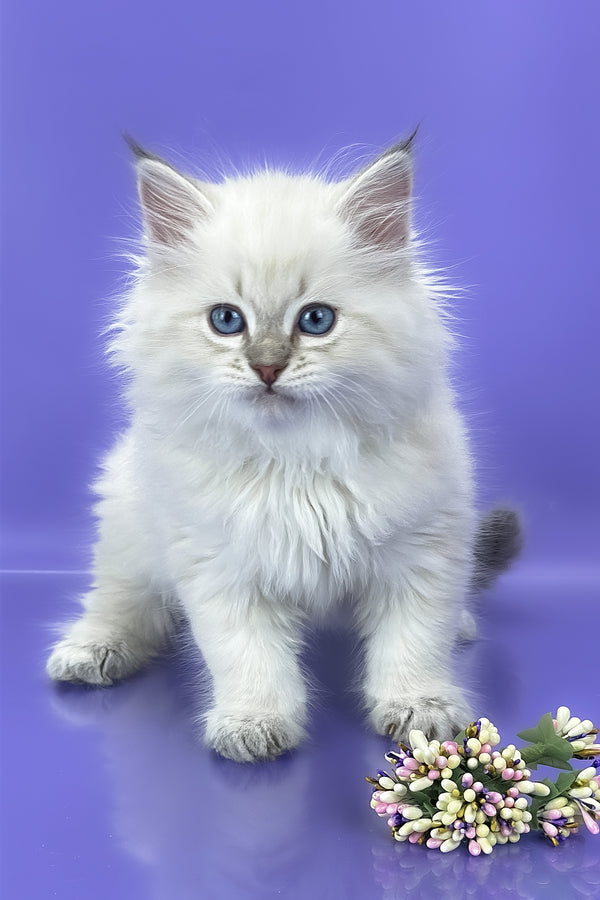 Usyk | Siberian Kitten