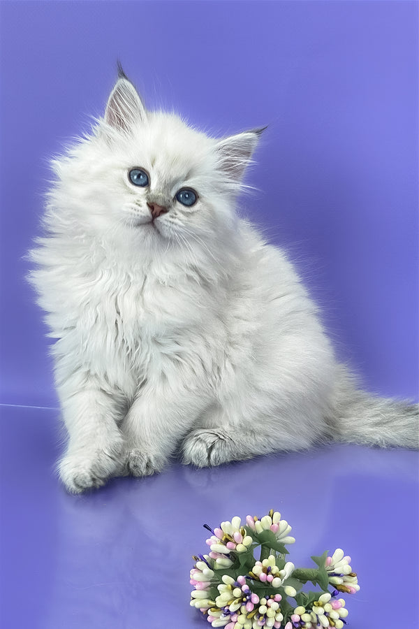 Usyk | Siberian Kitten