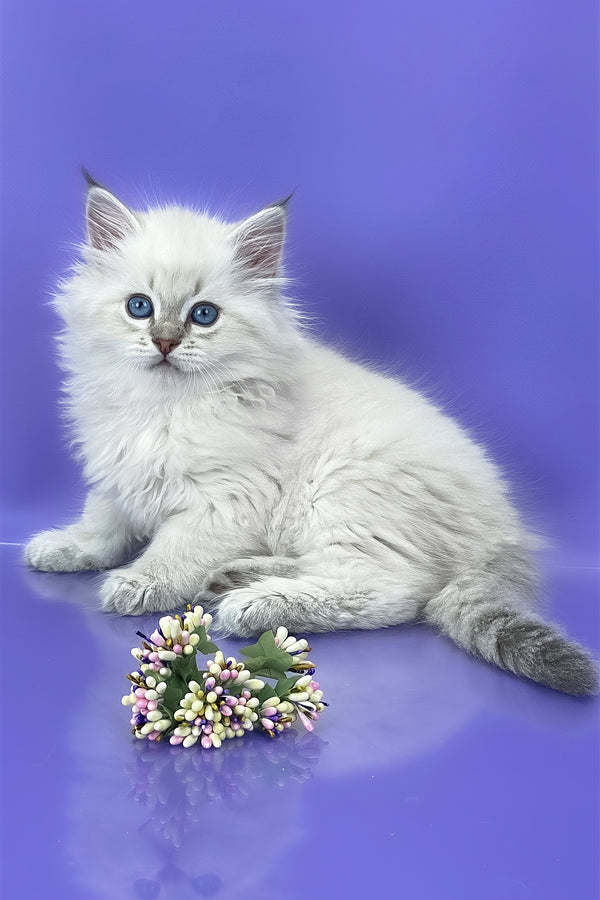 Usyk | Siberian Kitten