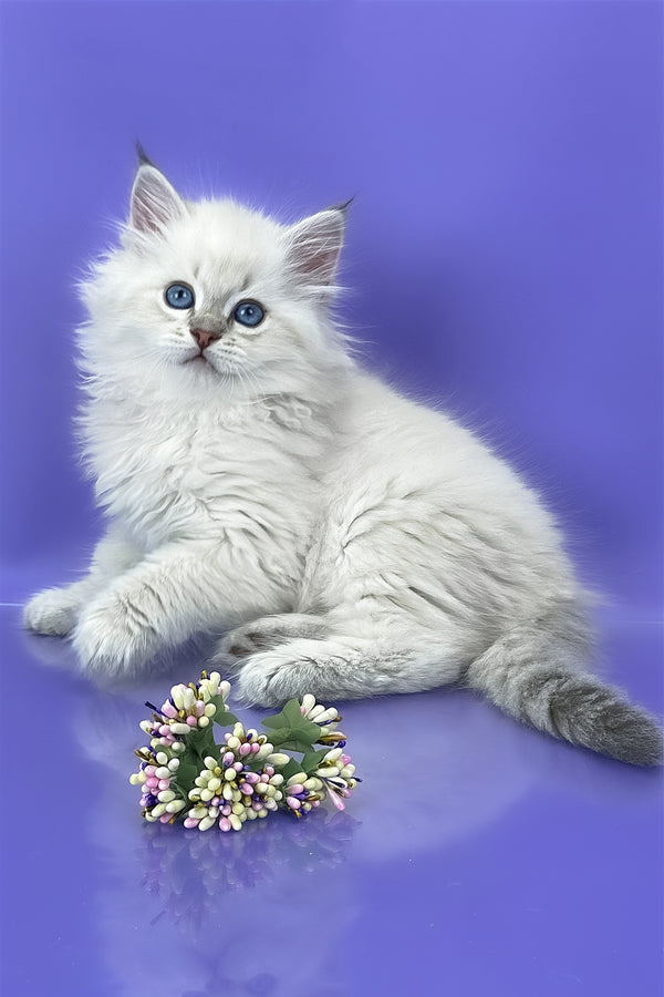 Usyk | Siberian Kitten