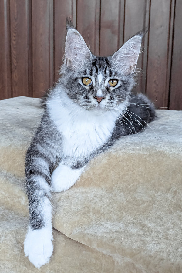Uslada | Maine Coon Kitten
