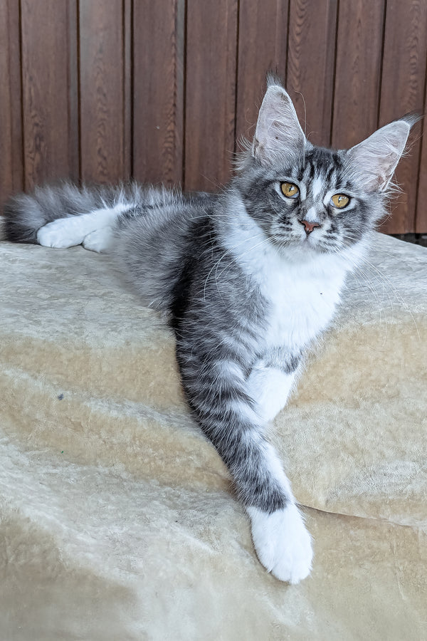 Uslada | Maine Coon Kitten