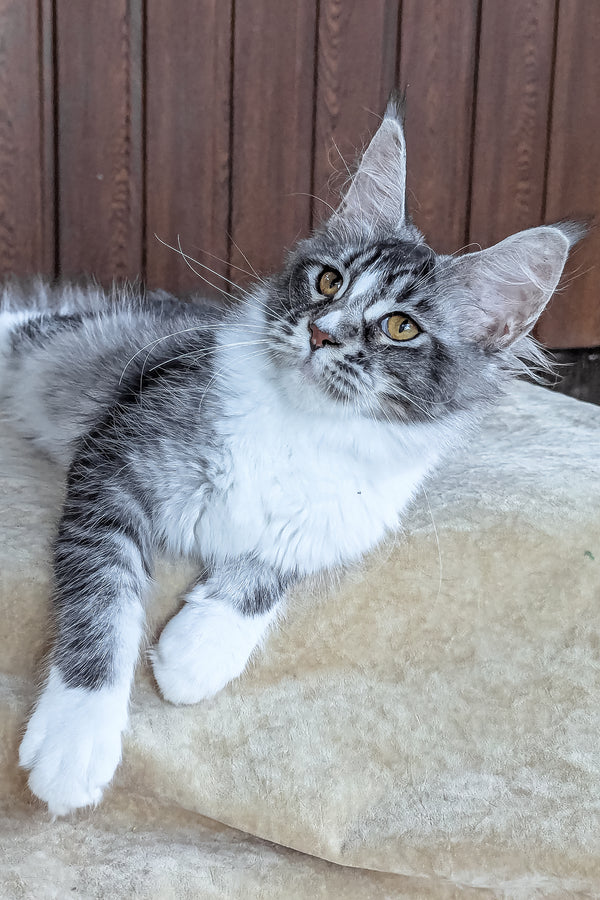 Uslada | Maine Coon Kitten