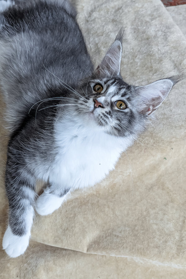 Uslada | Maine Coon Kitten