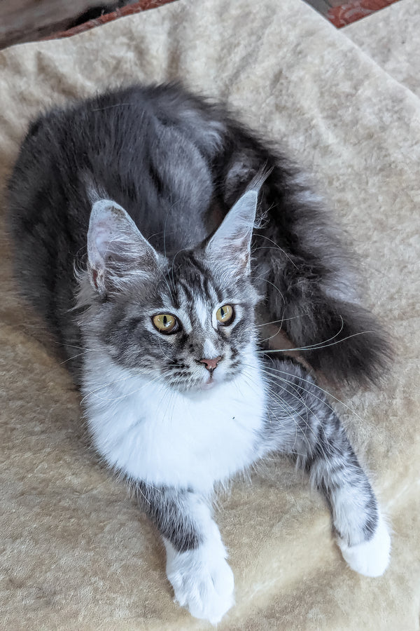 Uslada | Maine Coon Kitten