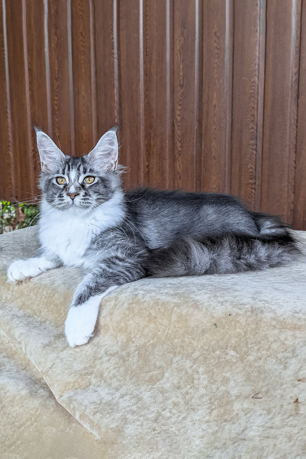 Uslada | Maine Coon Kitten