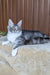 Uslada | Maine Coon Kitten