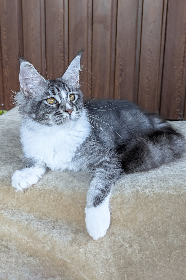 Uslada | Maine Coon Kitten