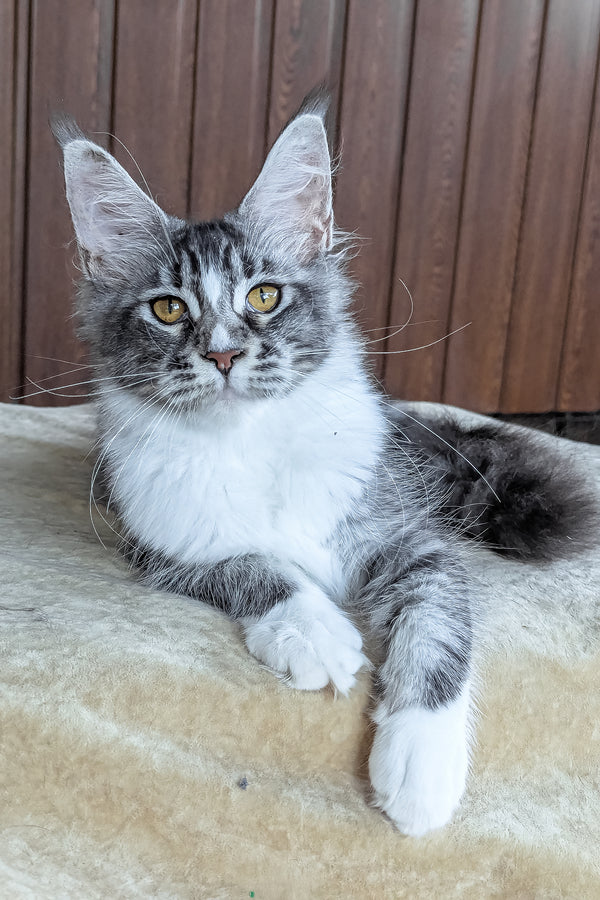 Uslada | Maine Coon Kitten
