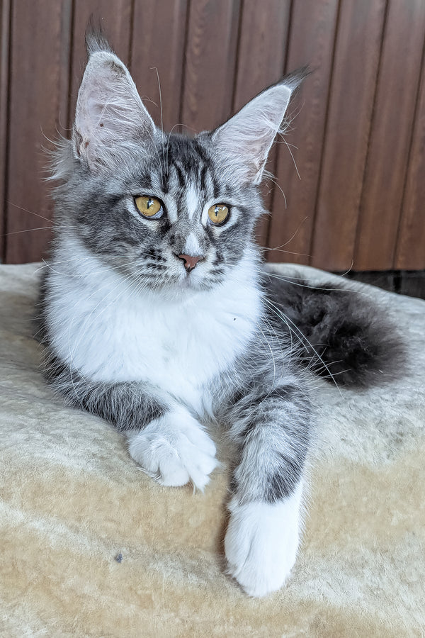Uslada | Maine Coon Kitten