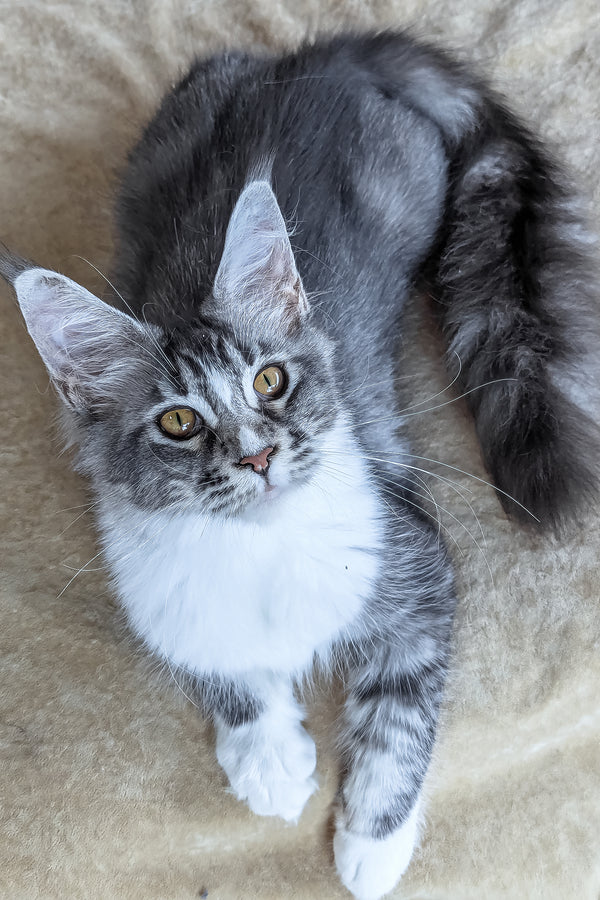 Uslada | Maine Coon Kitten