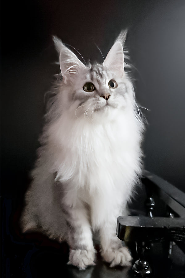 Uspih | Maine Coon Kitten
