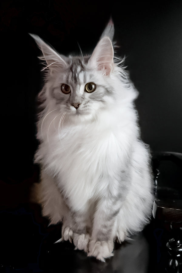Uspih | Maine Coon Kitten