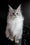 Uspih | Maine Coon Kitten